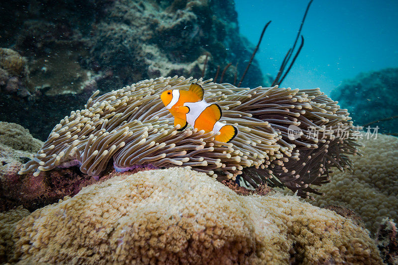 海葵中的水下小丑鱼(Amphiprion ocellaris)